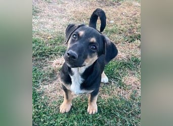 LEO 2 Wer schenkt dem Hundekind ein Zuhause?