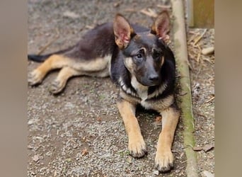 Rina 2 ist ein verspieltes Hundekind
