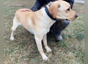 MONTY süßer Hundejunge