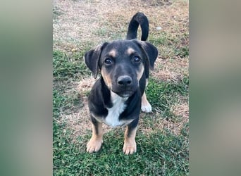 LEO 2 Wer schenkt dem Hundekind ein Zuhause?