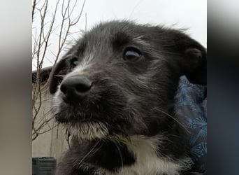 LUNA 2 ist ein süßes Hundemädchen