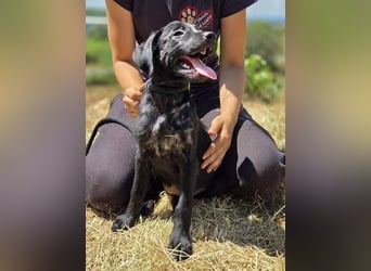 BELLA das Hundebaby wurde herzlos entsorgt