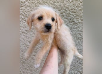 STROLCH  , das Hundekind wünscht sich ein Zuhause