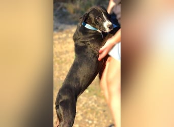 NENA das Hundemädel braucht dringend Hilfe