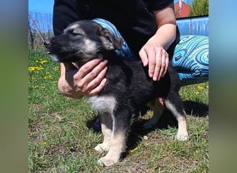 LUCAS kleiner Hundejunge auf der Suche nach dem großen Glück
