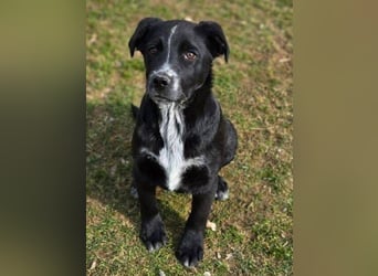 ATOS ist ein bezaubernder Hundebub