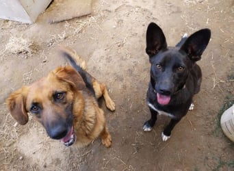 SYRIA wäre eine tolle Begleiterin