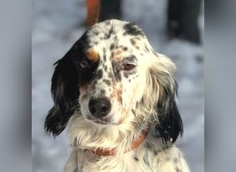 ZEYNA bildschön und sehr lieb