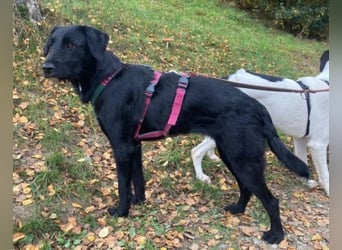 ANA 2 ist ein zauberhaftes Hundemädchen