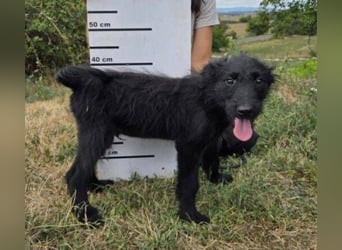 WILLI ist ein süßes Schnuffelchen
