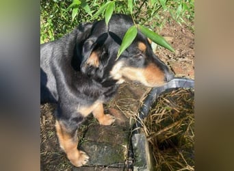 LENKA ist eine ganz sanft Seele