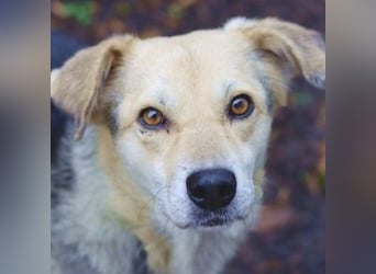 HILDE 2 - Wer schenkt ihr ein Zuhause