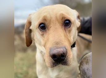 MONTY süßer Hundejunge
