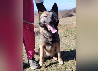 ARWEN wurde herzlos ausgesetzt