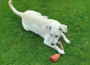 CLEO ist ein süßes Hundekind