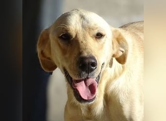 BAK schwebt in großer Gefahr