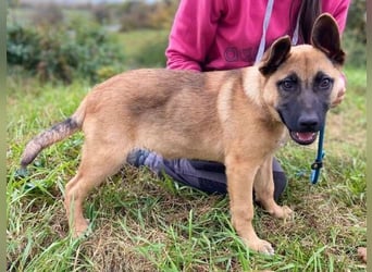 XARO süßer Hundejung sucht sein Zuhause