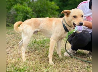 SHELDON ,verspielter , freundlicher Hundejunge