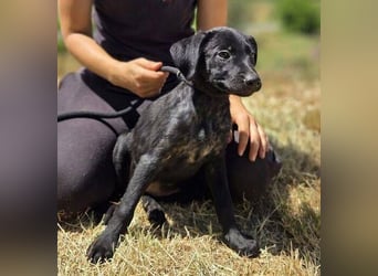 BELLA das Hundebaby wurde herzlos entsorgt