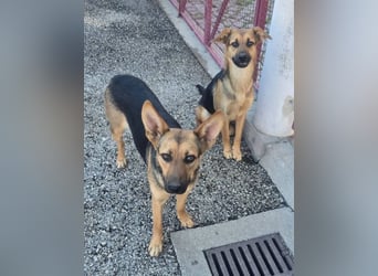 KIRA braucht Hilfe um zu überleben