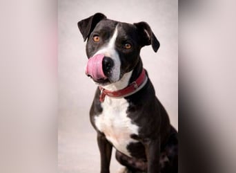 TORI hat einen Herzenswunsch  -ein Zuhause