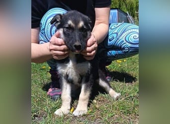 LUCAS kleiner Hundejunge auf der Suche nach dem großen Glück