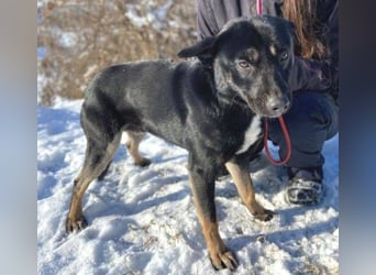 NERO ist eine Seele von Hund