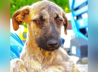 BETTY ist eine tolle Junghündin