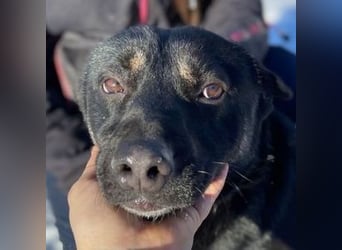 NERO ist eine Seele von Hund