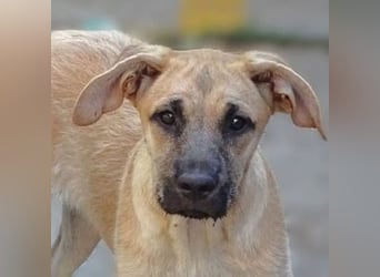 BEA ist eine bezaubernde Junghündin