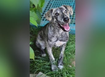 TIGRA sucht ein liebevolles Zuhause