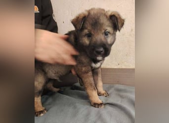 WINKY der Welpenjunge wurde herzlos ausgesetzt