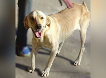 BAK schwebt in großer Gefahr