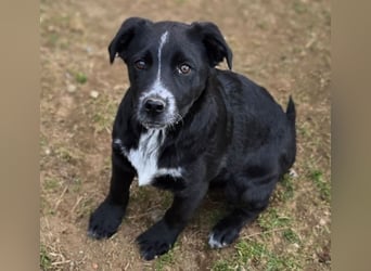 ATOS ist ein bezaubernder Hundebub