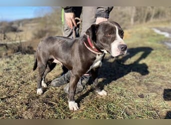 TORI hat einen Herzenswunsch  -ein Zuhause