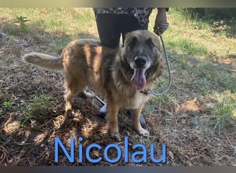 NICOLAU wurde erbarmungslos entsorgt