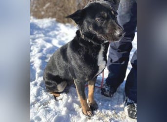 NERO ist eine Seele von Hund