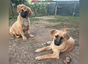 BARON -das Hundekind wurde weggeworfen 