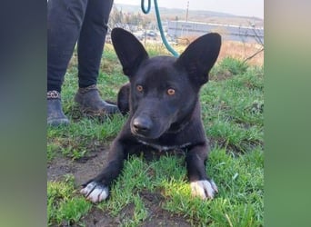 SYRIA wäre eine tolle Begleiterin