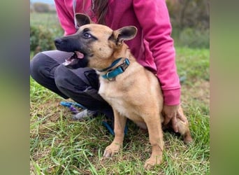 XARO süßer Hundejung sucht sein Zuhause