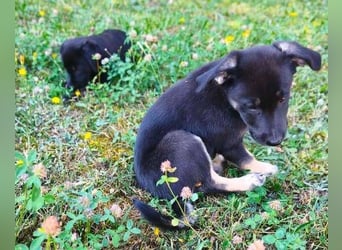 FLOKY , der kleine Hundebub wurde ausgesetzt