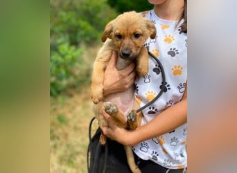 KYRA -das Hundebaby wurde "weggeworfen "