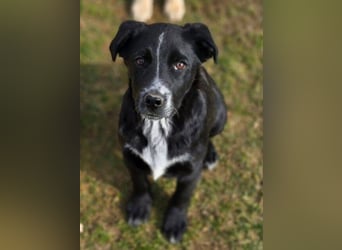 ATOS ist ein bezaubernder Hundebub