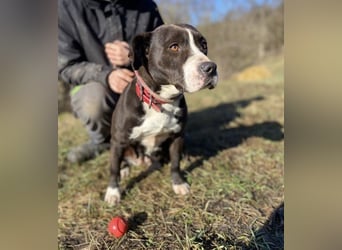 TORI hat einen Herzenswunsch  -ein Zuhause
