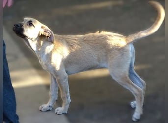 BEA ist eine bezaubernde Junghündin