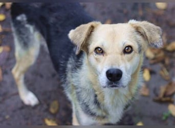 HILDE 2 - Wer schenkt ihr ein Zuhause