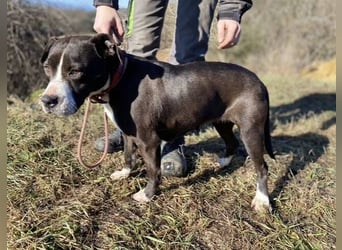 TORI hat einen Herzenswunsch  -ein Zuhause