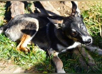 LOKI schwebt in Lebensgefahr