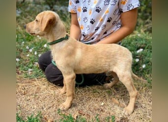 SAMSON