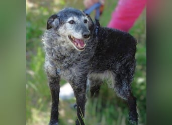 LOLA  ist ein liebe, ruhige Hundedame